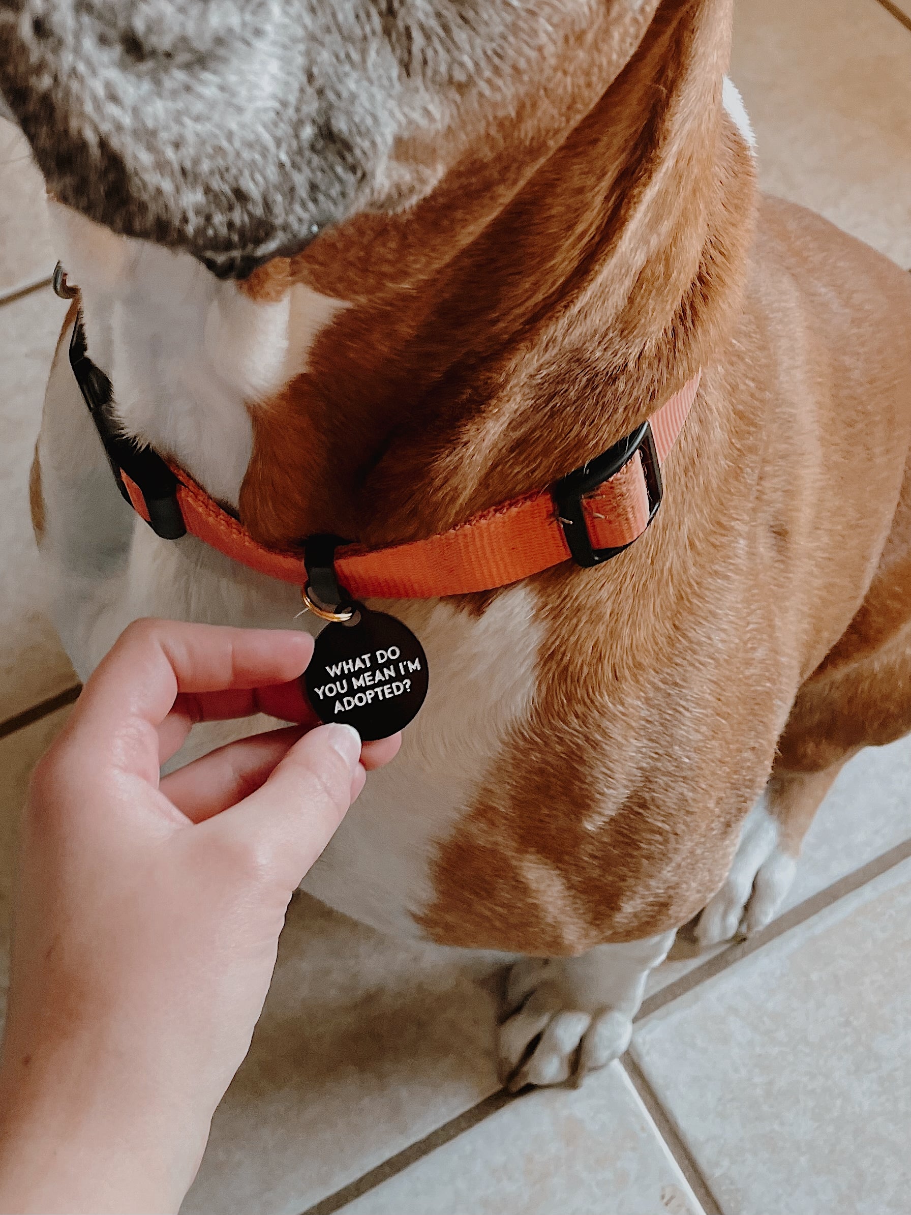Personality Pet Tag